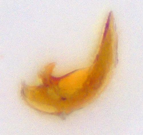 Réf. 199 590 : Anillus caecus caecus